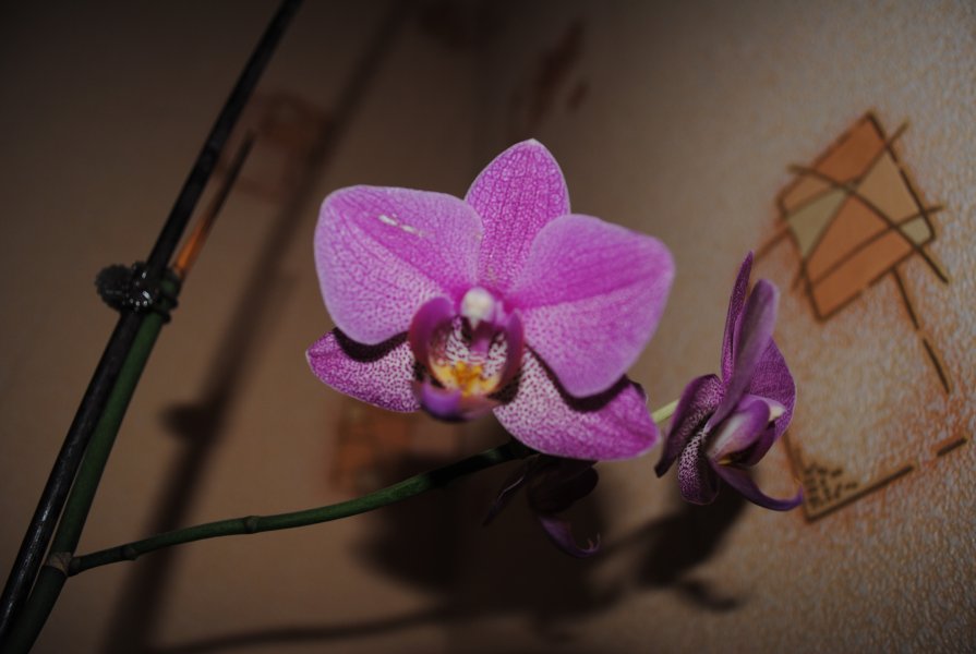 Орхидея - Анастасия Рыжова