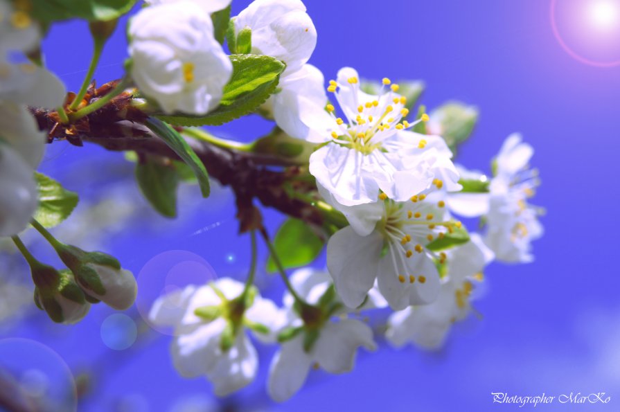 Весенний цвет... - Photographer MarKo