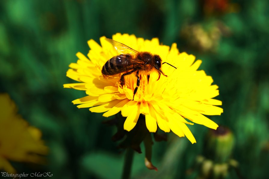 Летний зной - Photographer MarKo