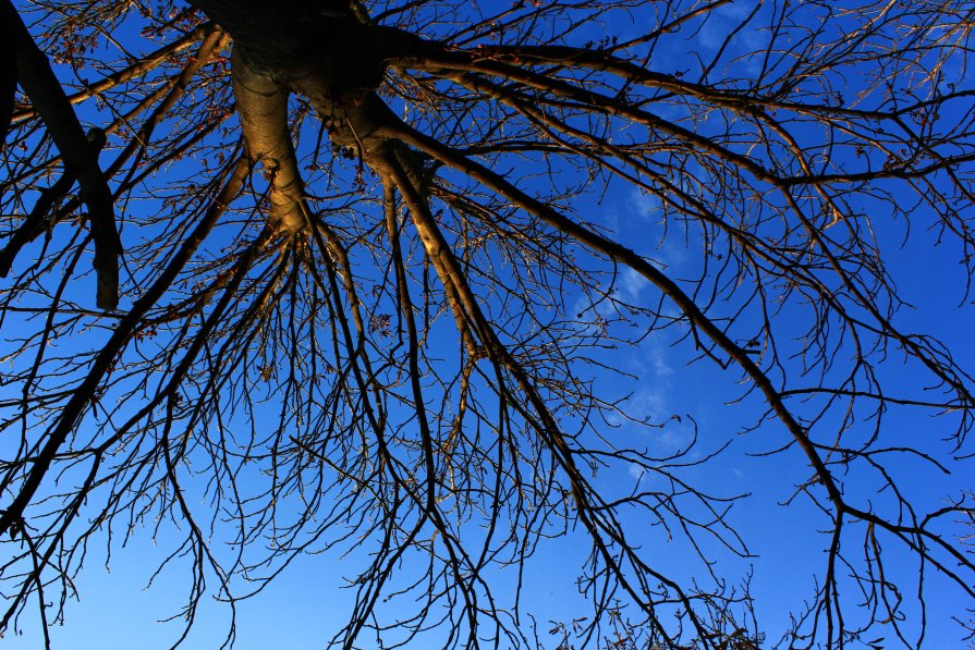 Sky and tree - Natalie Osipovа