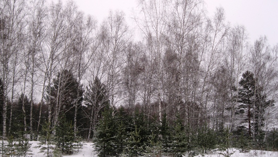Зимний лес - Валентина Малютина