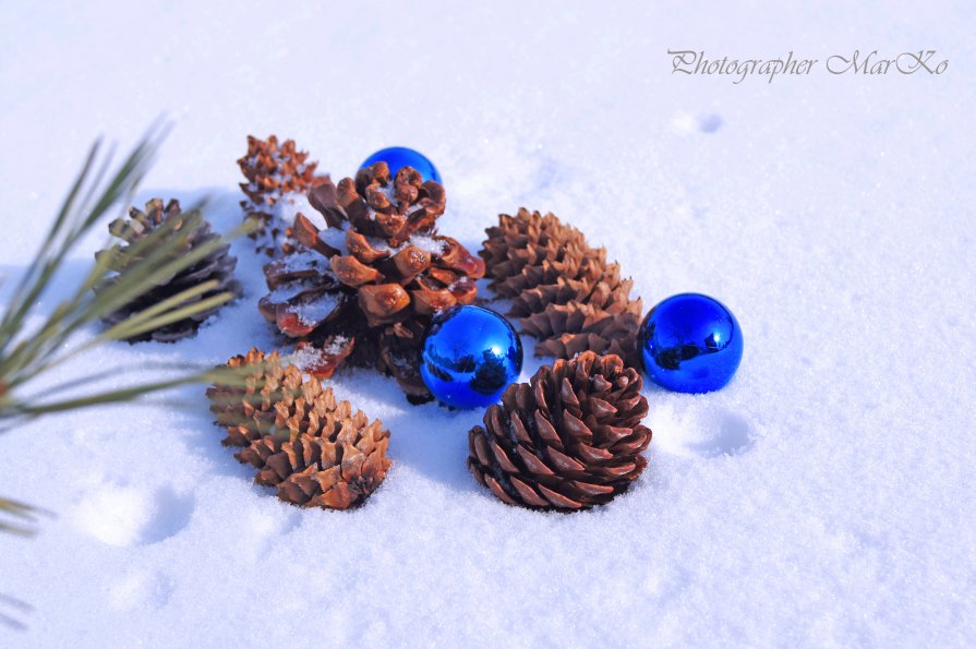 Зимний сад - Photographer MarKo