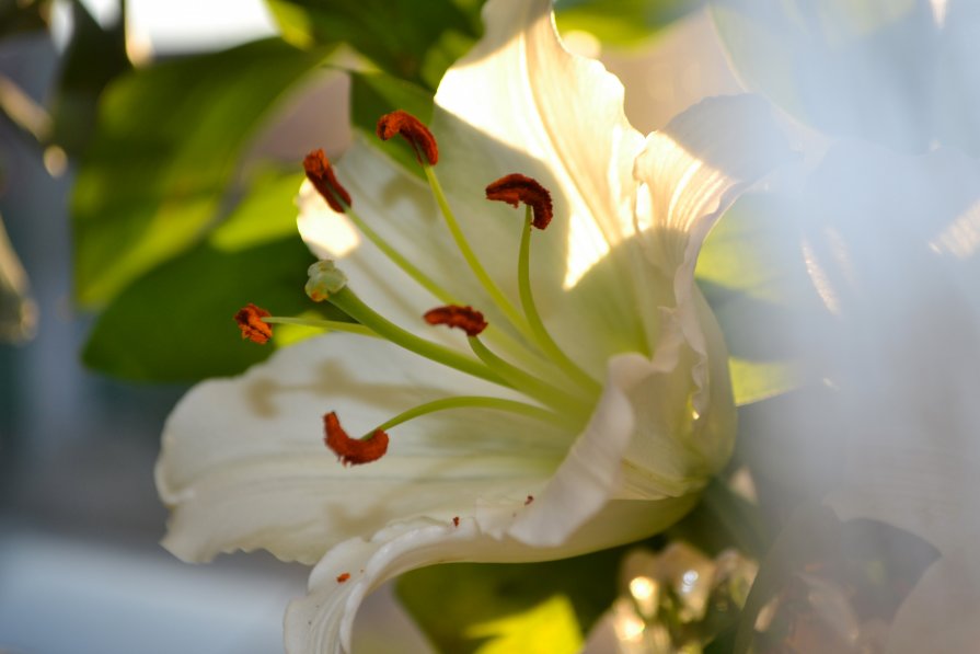 лилия - анжелика богданова