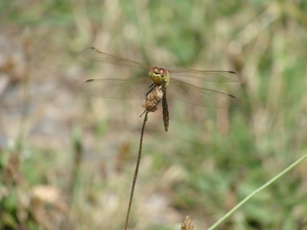 Dragonfly - Викуля Шайпак