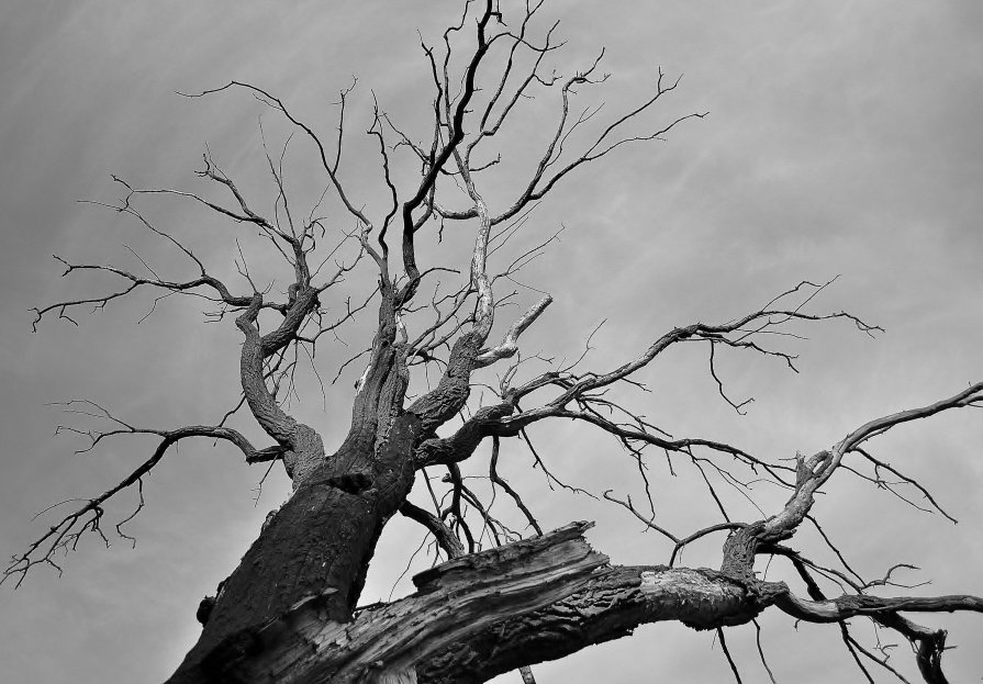 Старое дерево - Ирина Красных