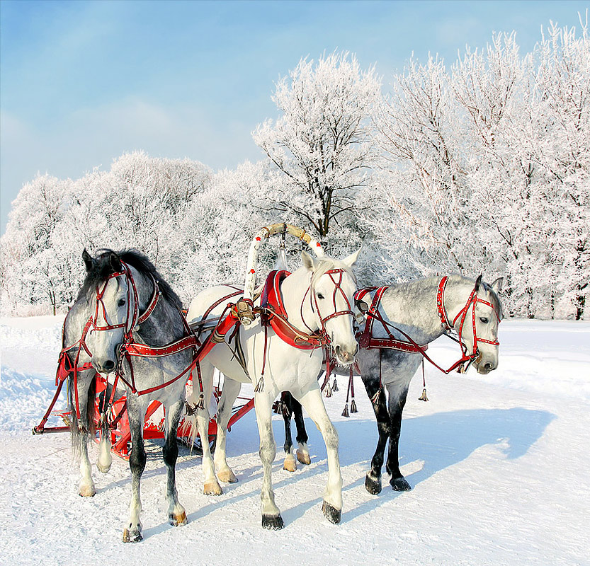 Эх, три белых коня - декабрь, январь и февраль - Игорь Дворецкий