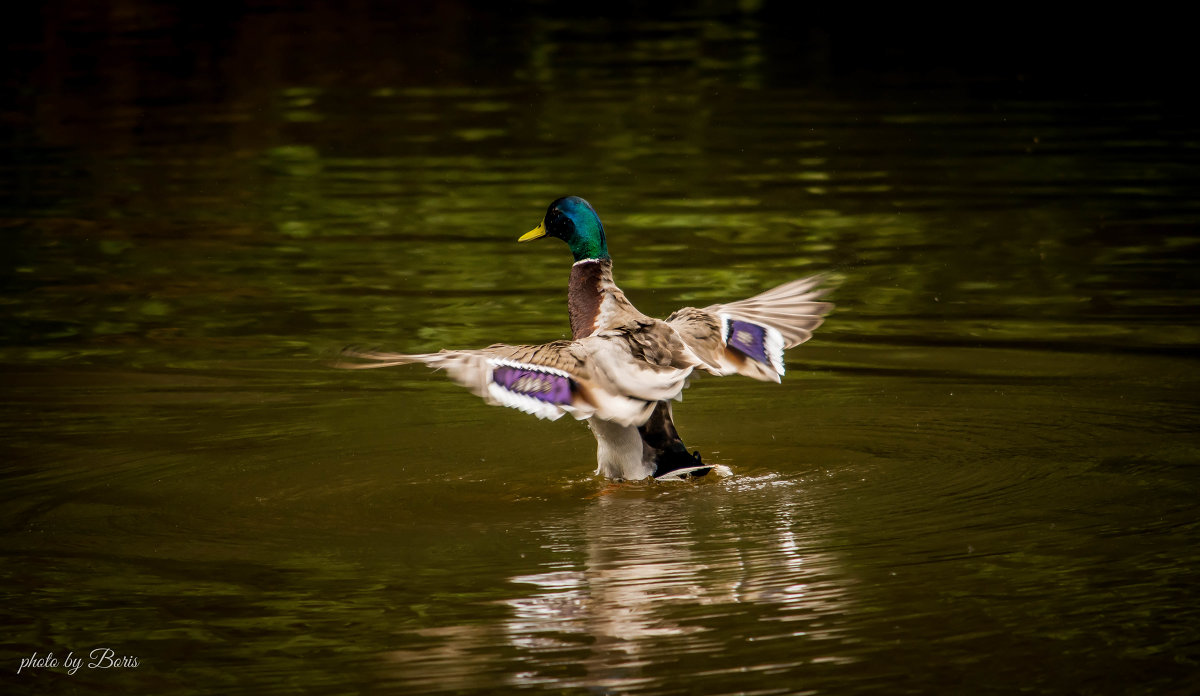 Duck - Борис Б