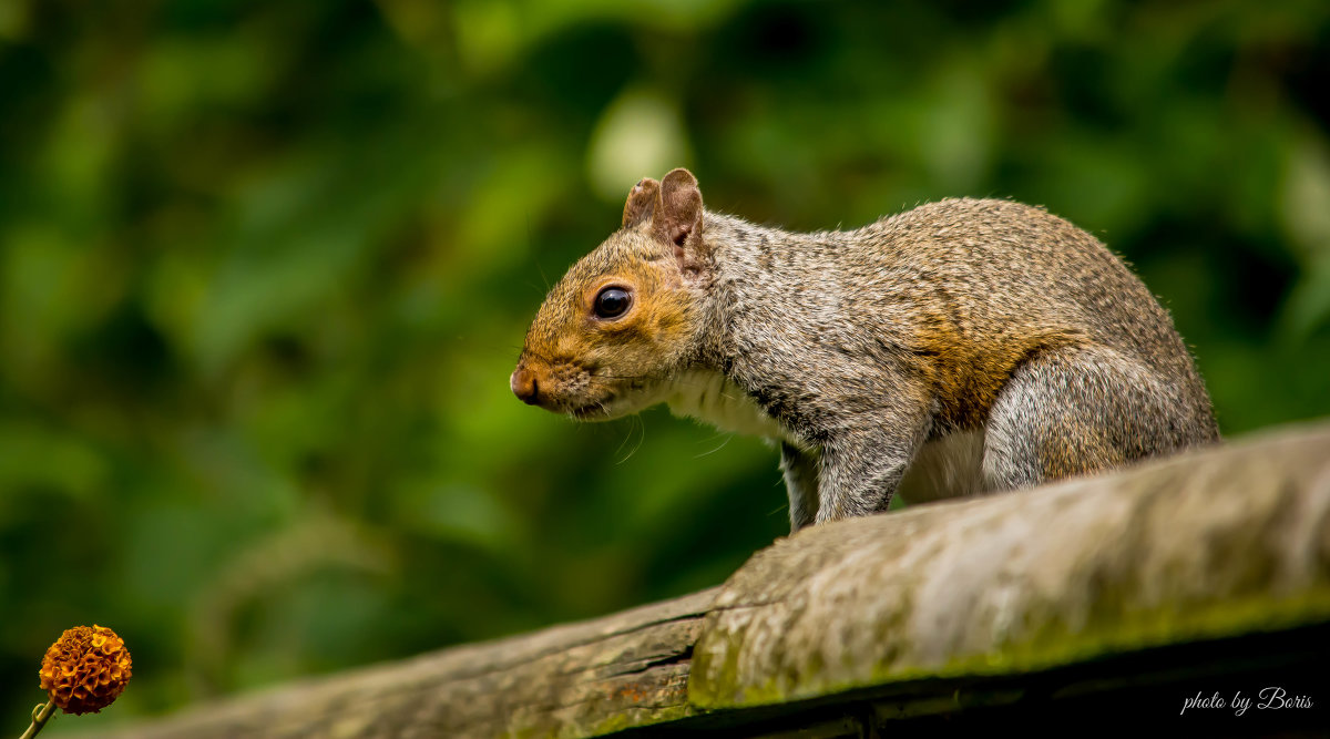 Squirrel - Борис Б