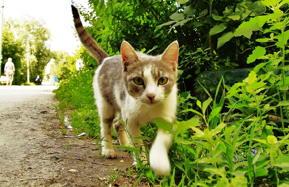 котики - Вадим Виловатый