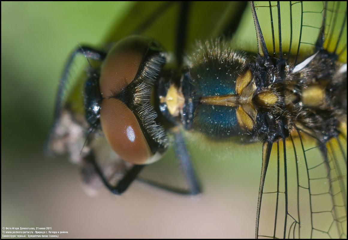 Симпетрум черный (самец) - Sympetrum danae (male). - Игорь Дементьев