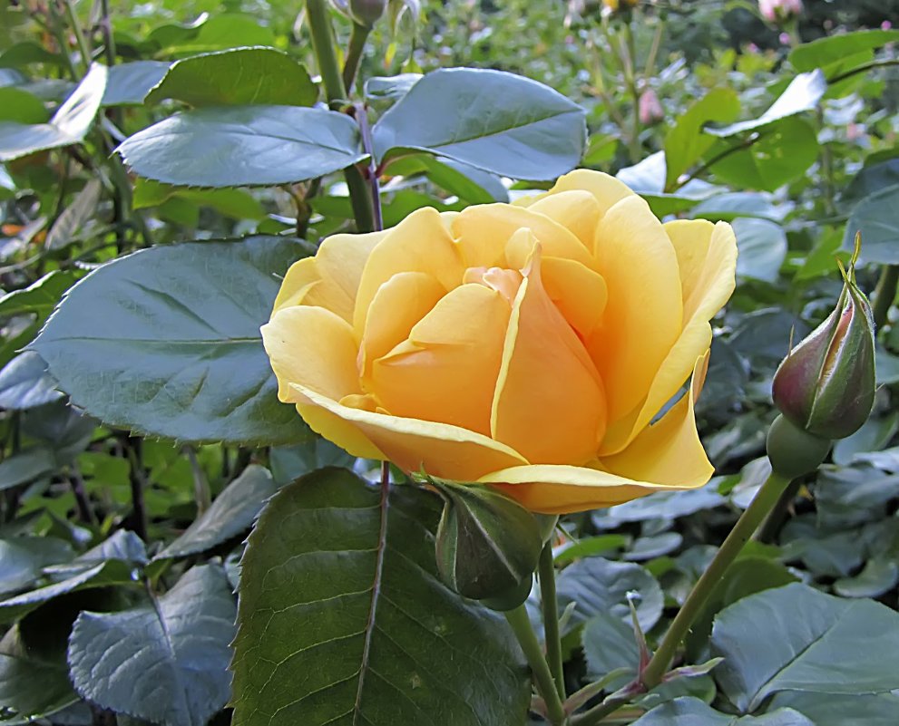 Garden Glory Rose,чайно-гибридная - Сергей Мягченков