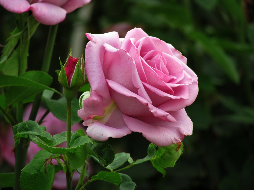 роза цвета сирени - Marina Timoveewa