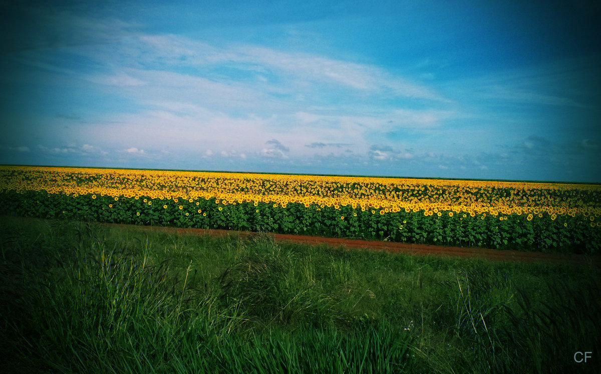 Sunflowers field - Cristiano Frassato