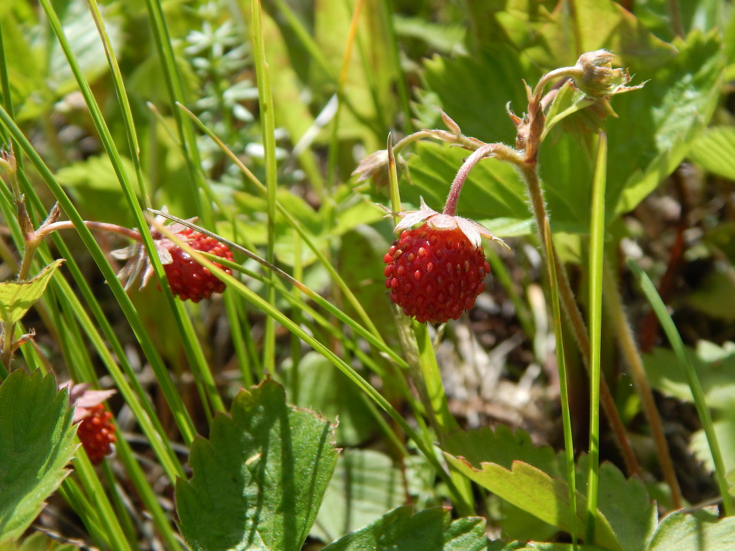 ягодки в поле - Лиза Ворончихина