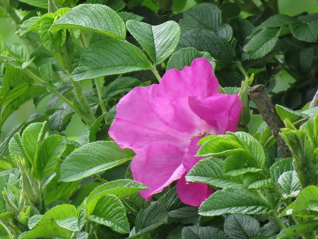 цветок шиповника - дима драйвер 