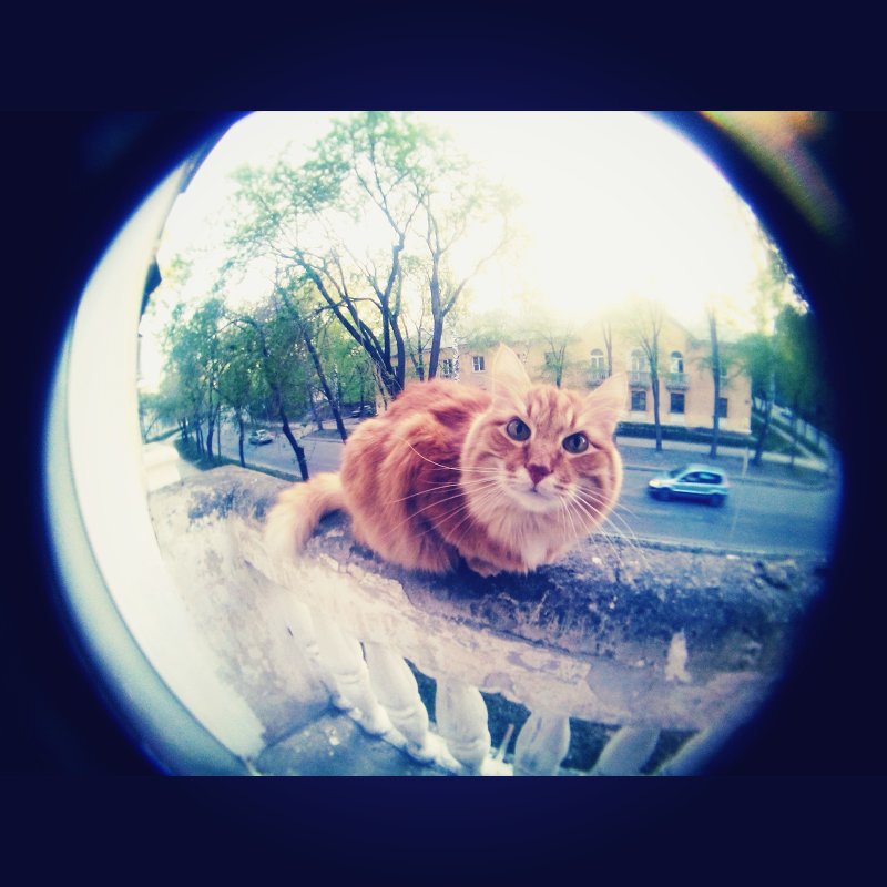 рыжий кот - Viktoria Holodova