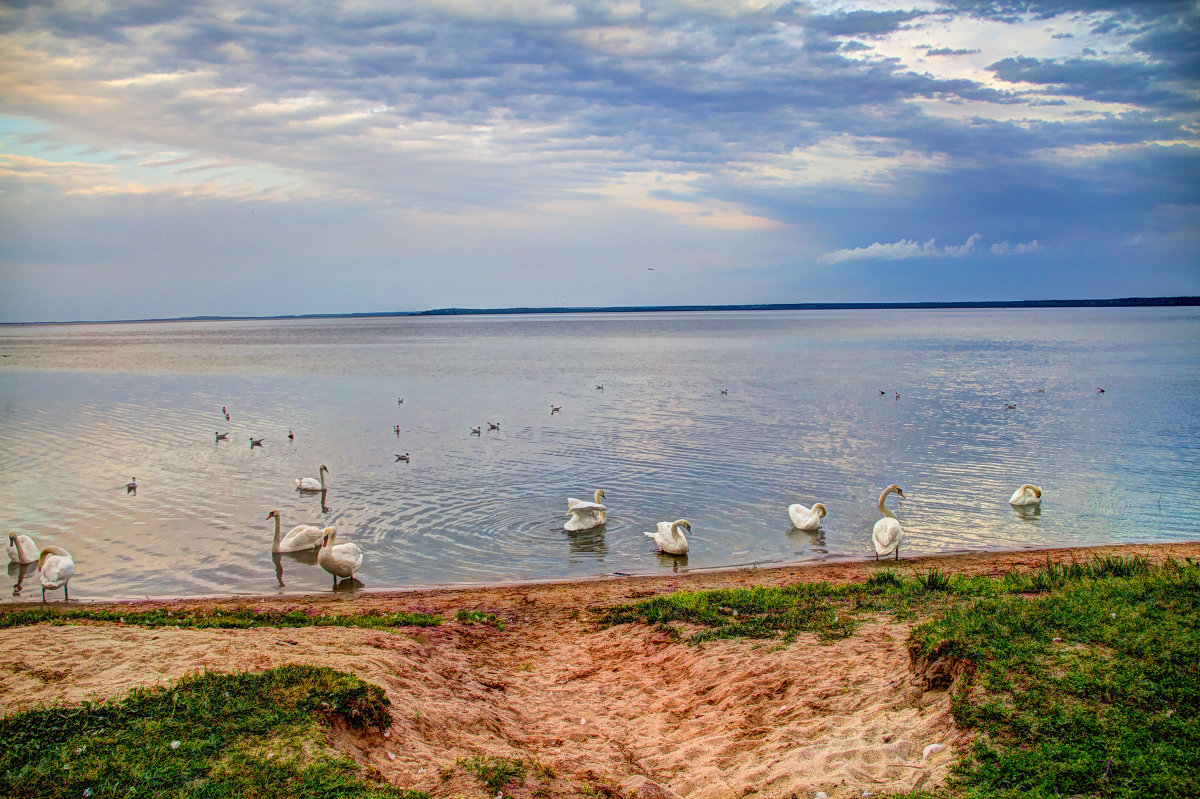 Белоруссия. Лебеди на озере Нарочь в районе санатория "Приозерный" - Иван Пшеничный