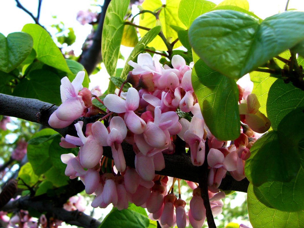 весенние цветы - Varvara Aravrav