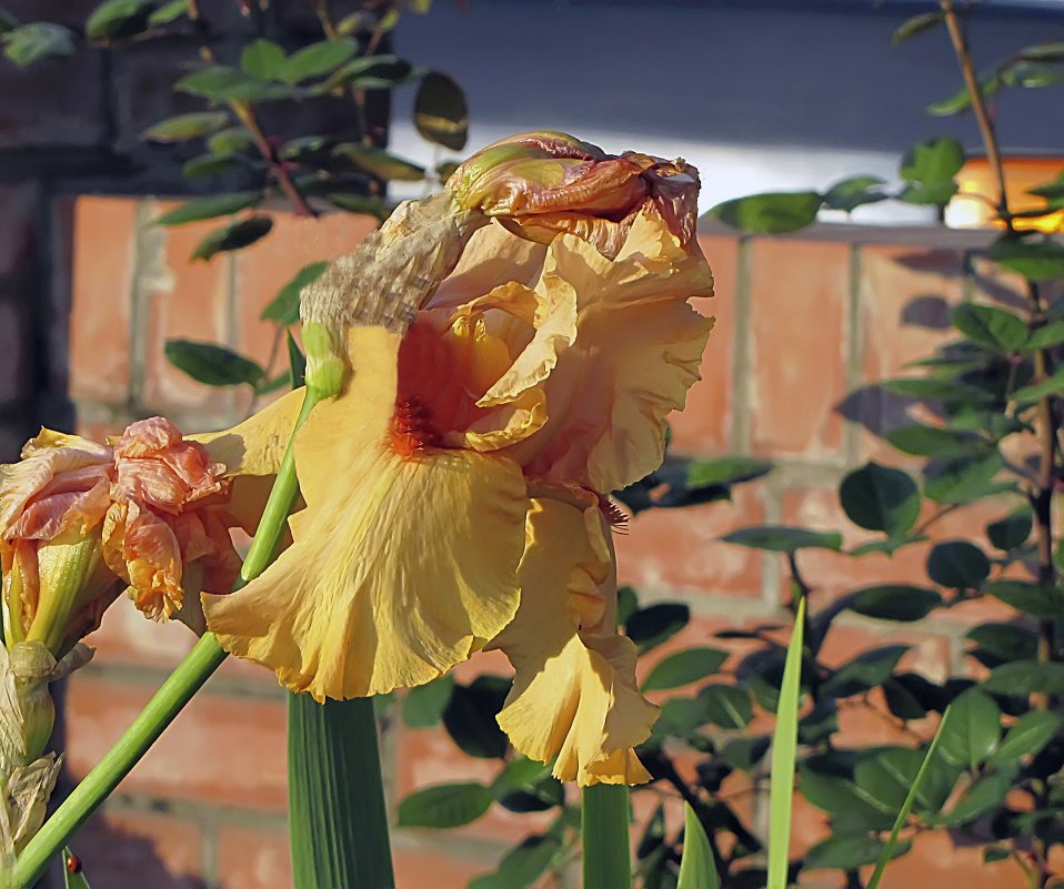 Autumn Riesling Iris,бородатый - Сергей Мягченков