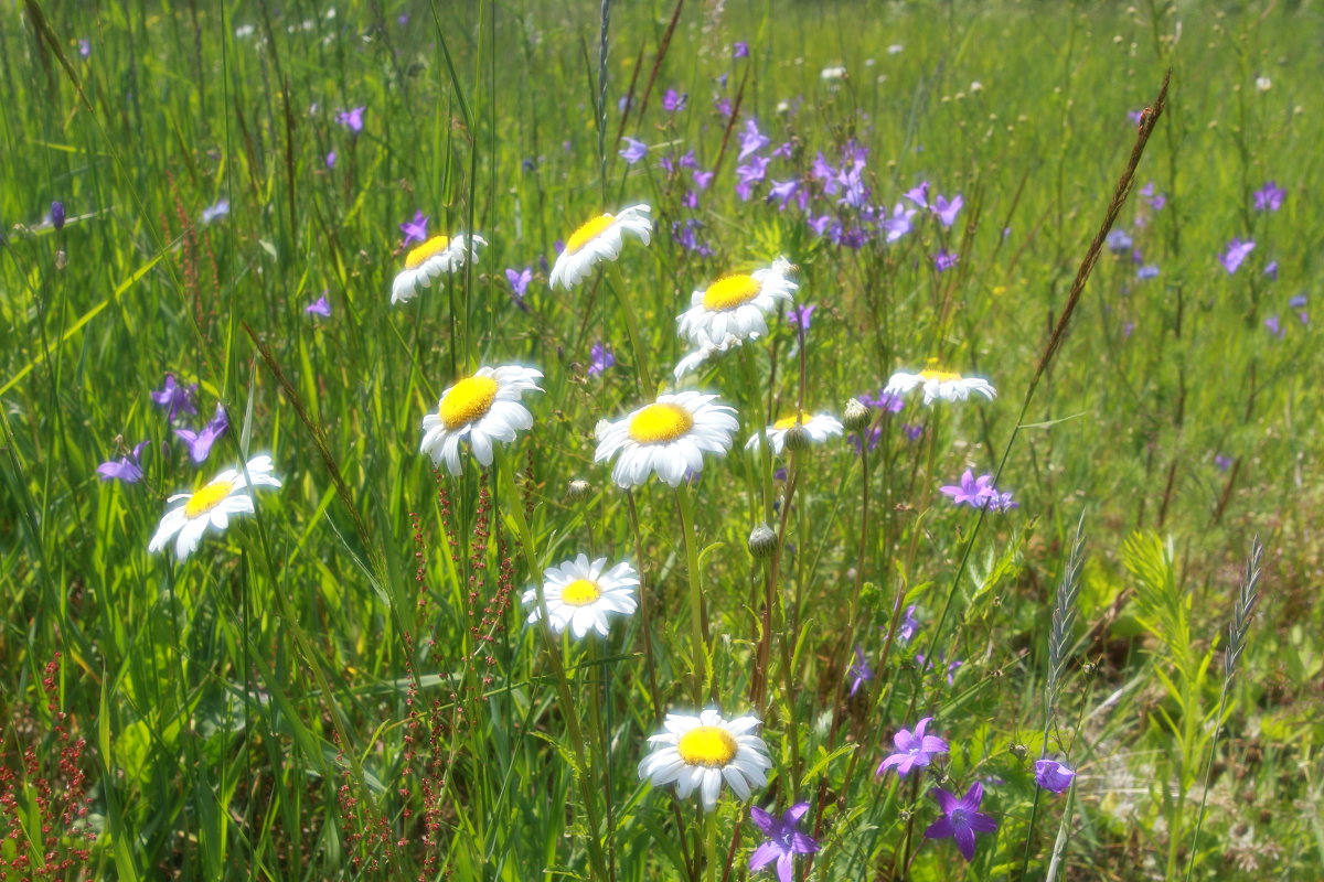 полевые цветы - александр пеньков