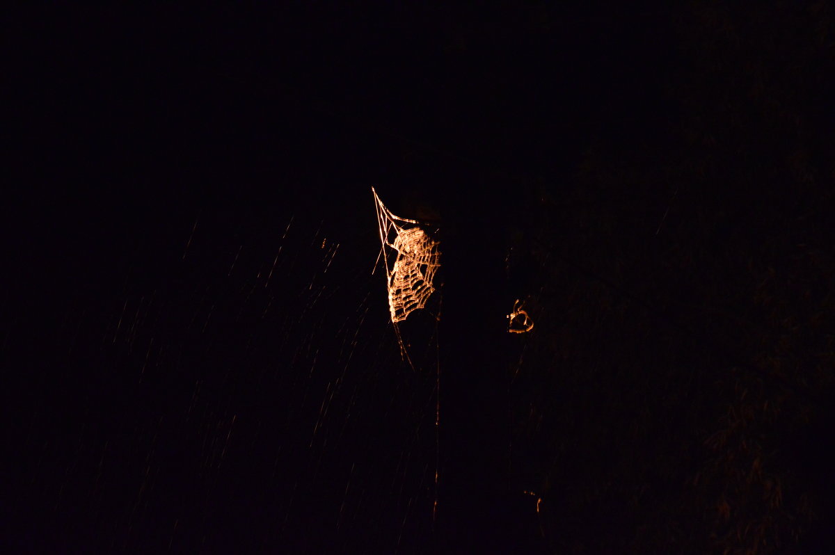 ночь,паутина во время дождя и света - Михаил Bobikov