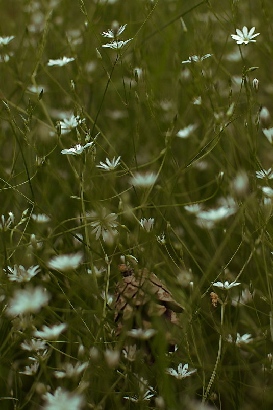Лесные цветы - Валерий Стогов