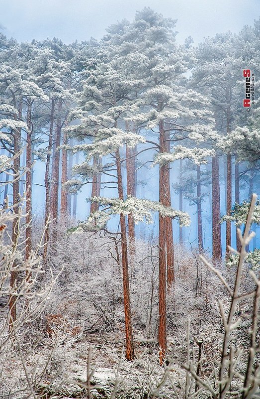 Морозный день в лесу - Сергей Радин