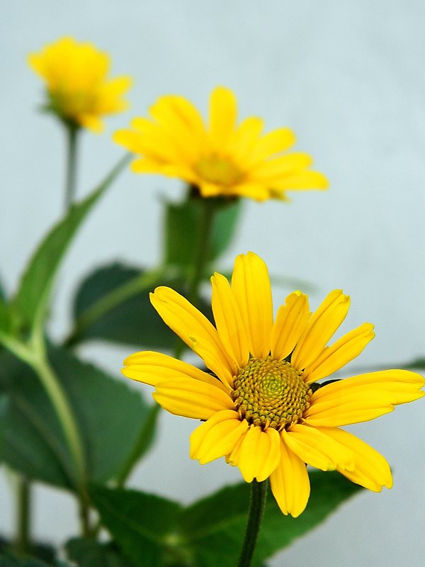 Желтый цветок - Александр Бурилов