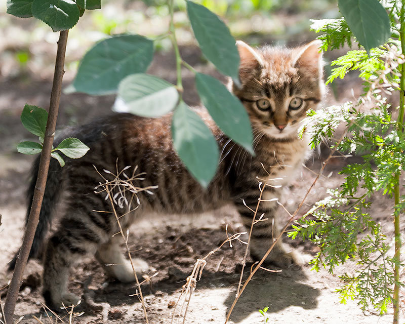 Котёнок-сирота - Валентина Ломова