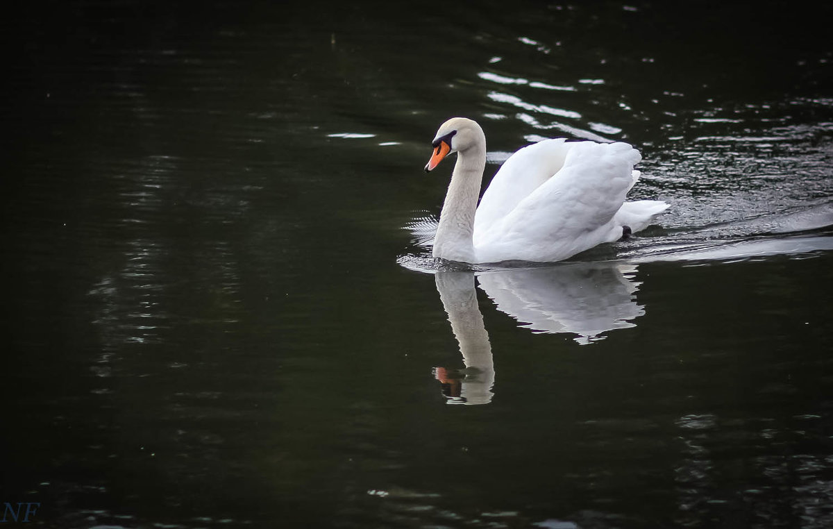 Белый лебедь на пруду... - Nonna 