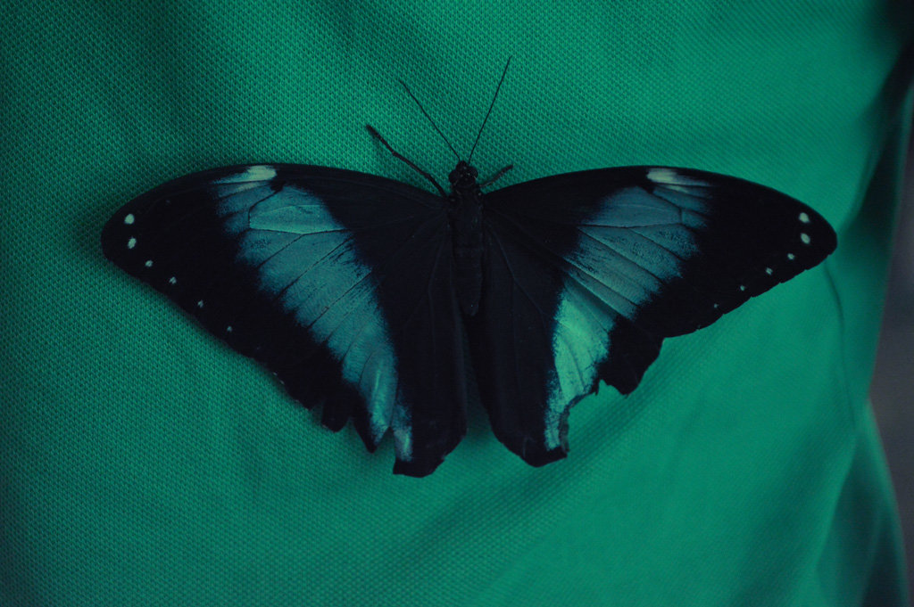 Бабочки - Алина Леликова