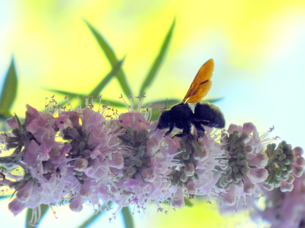 Пчелка - Наталья 