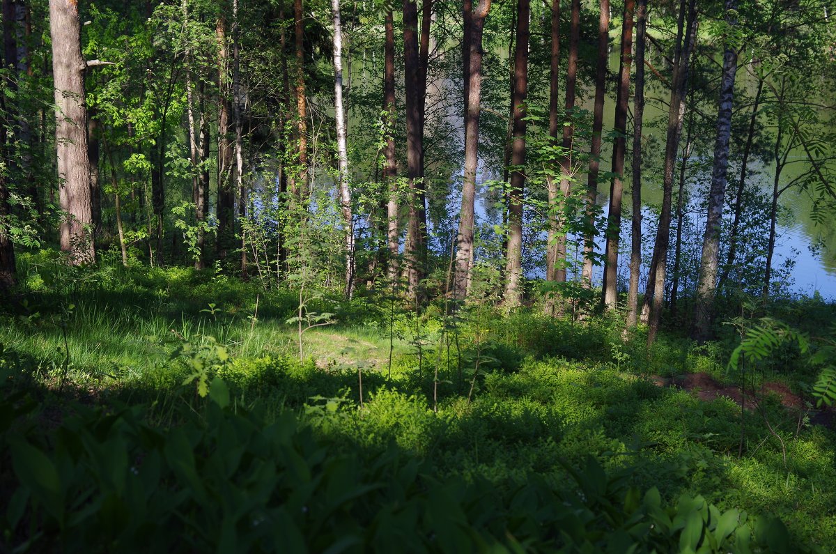 Питерский лес - RUAmigo 
