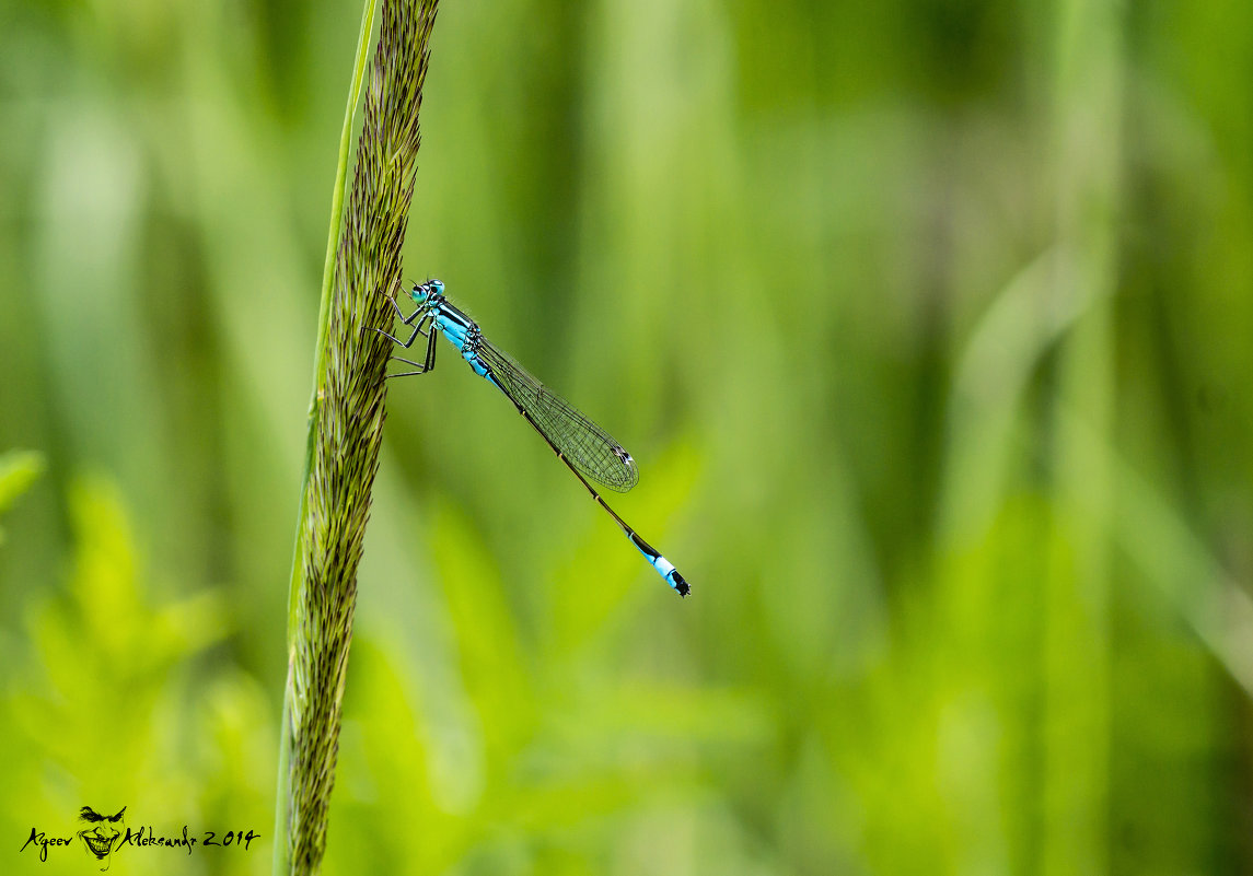 dragonfly - Александр Агеев