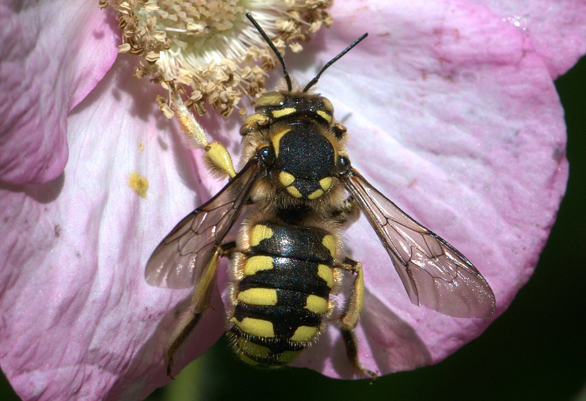 Пчела-шерстобит на цветке малины душистой - Алёна 