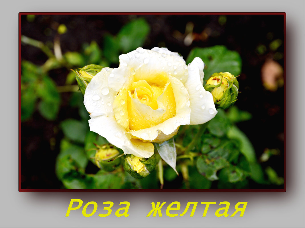 роза - Александр Максименко