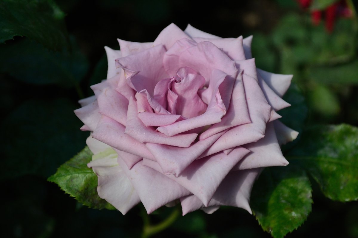 Редкий цвет розы - isaevmix Исм