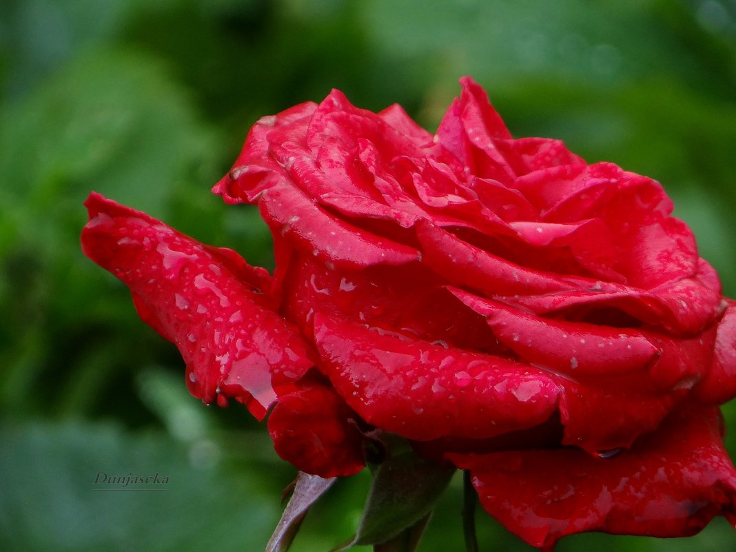 Роза под дождём. - Антонина Гугаева