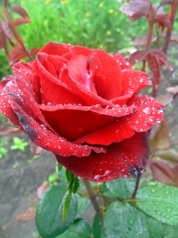Первые розы - лидия Кашицина