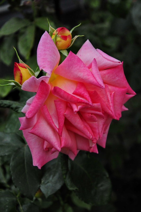 Грустная роза - Zinaida Sinitsina