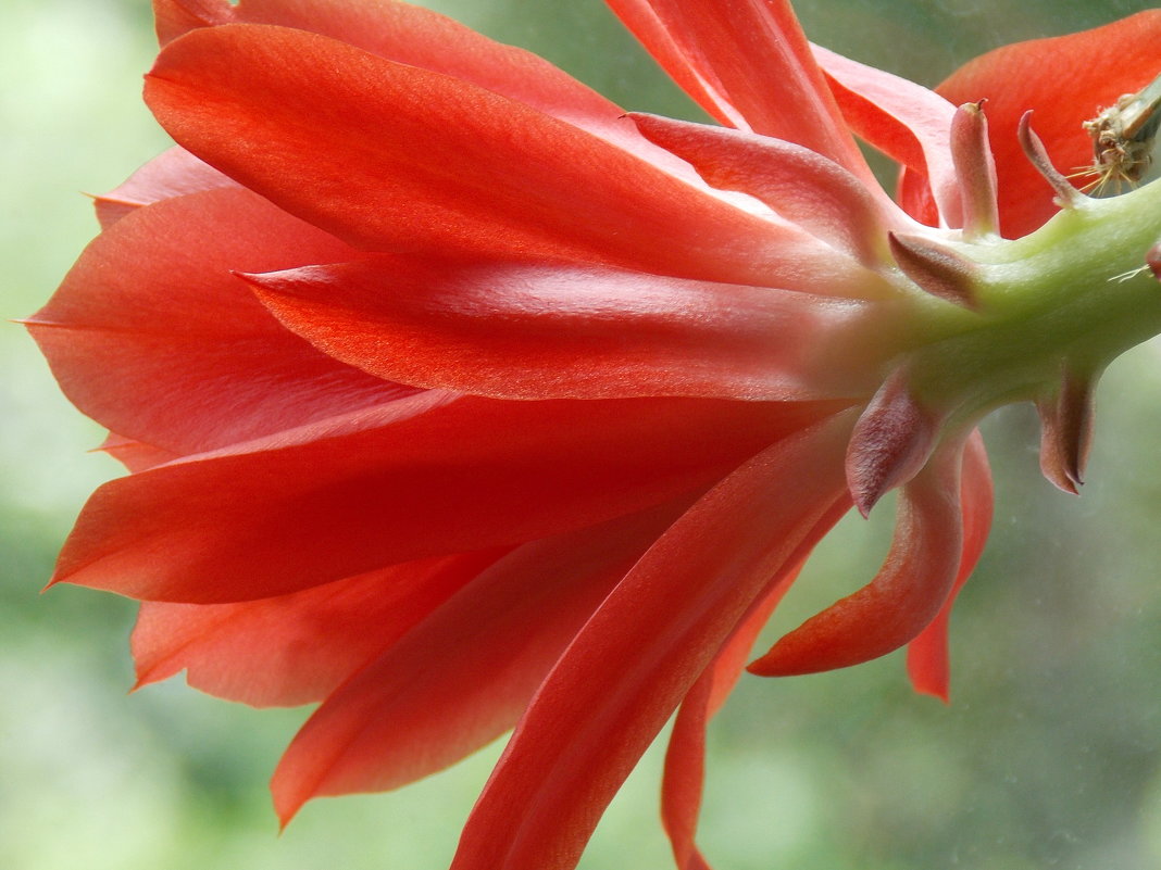 Цветок эпифиллума - Domna Kuznechic