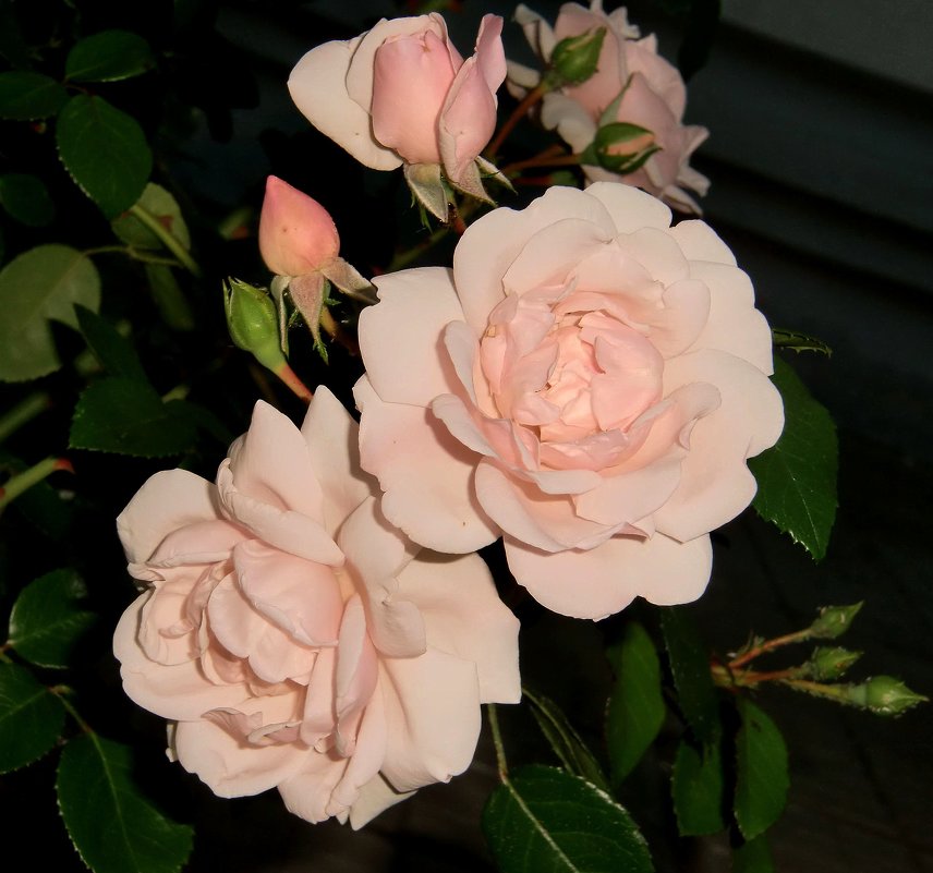 Розы - Тамара 