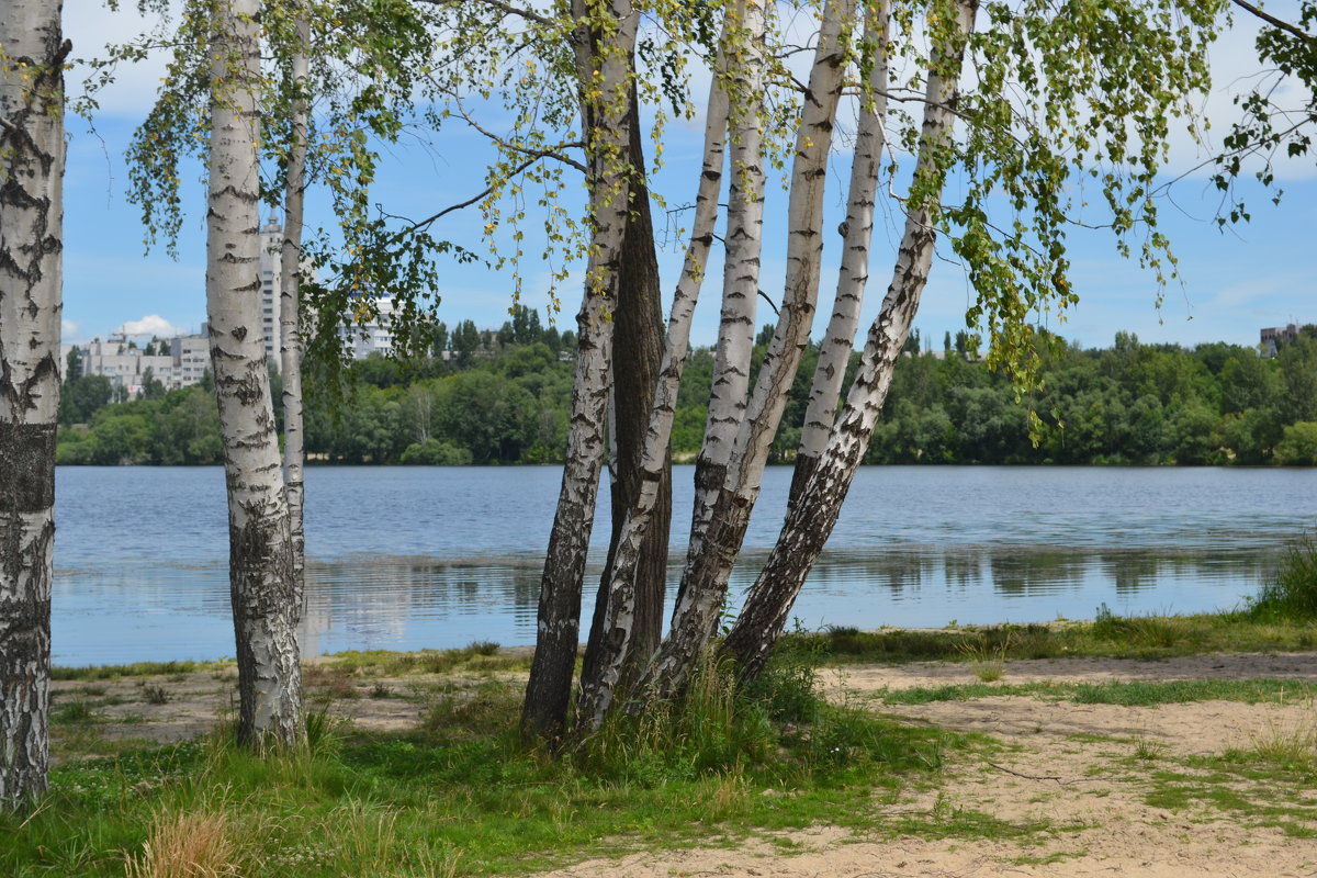 березка над рекой