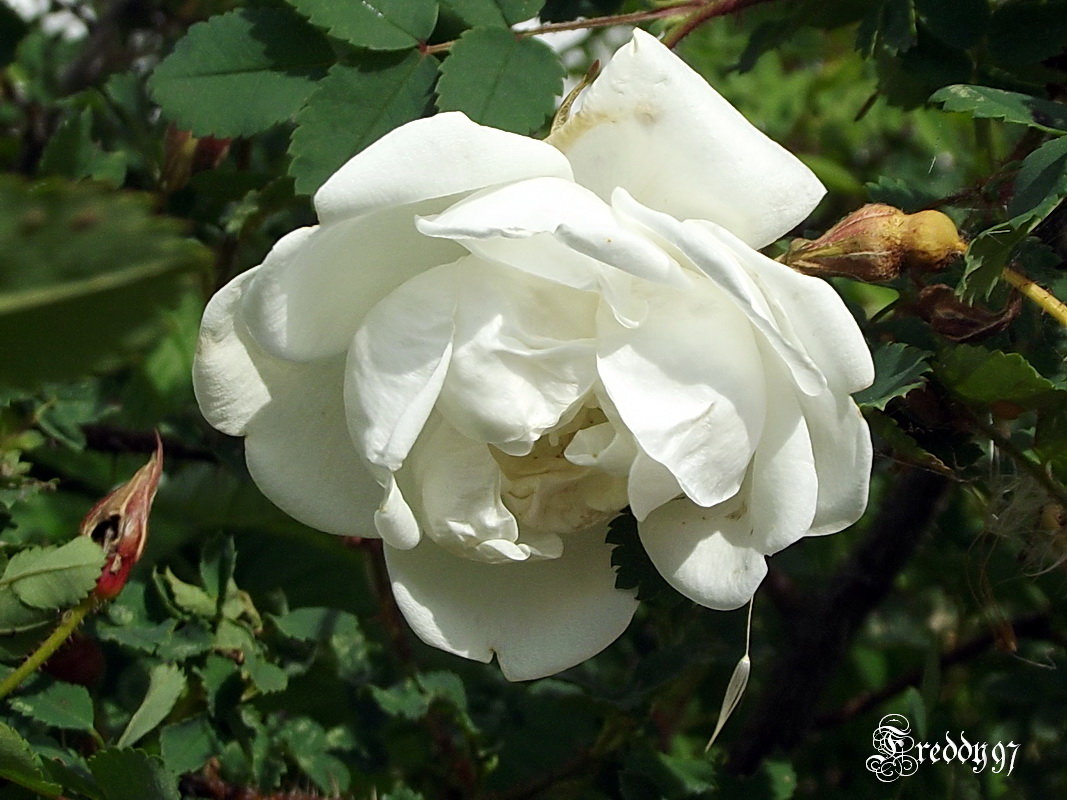 Белая роза - Freddy 97