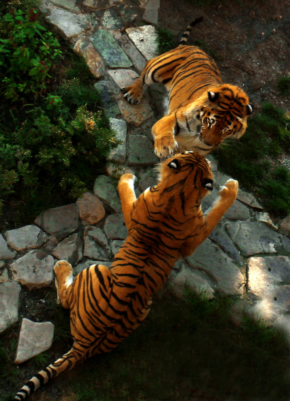 Тигры - Андрей Бедняков