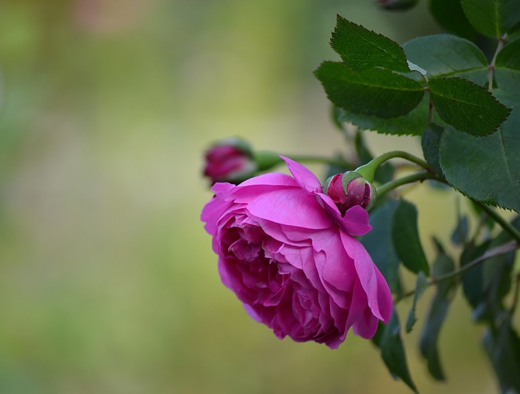 Английская роза - Natali-C C