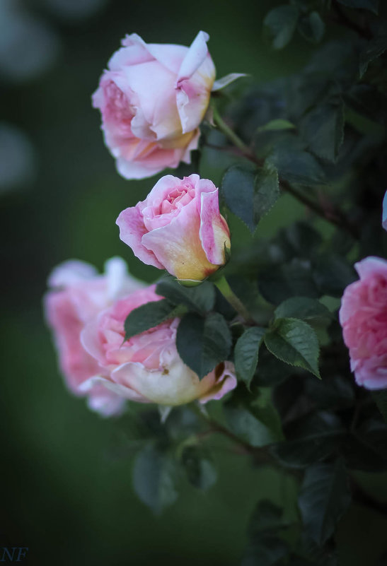 Розовые розы. - Nonna 