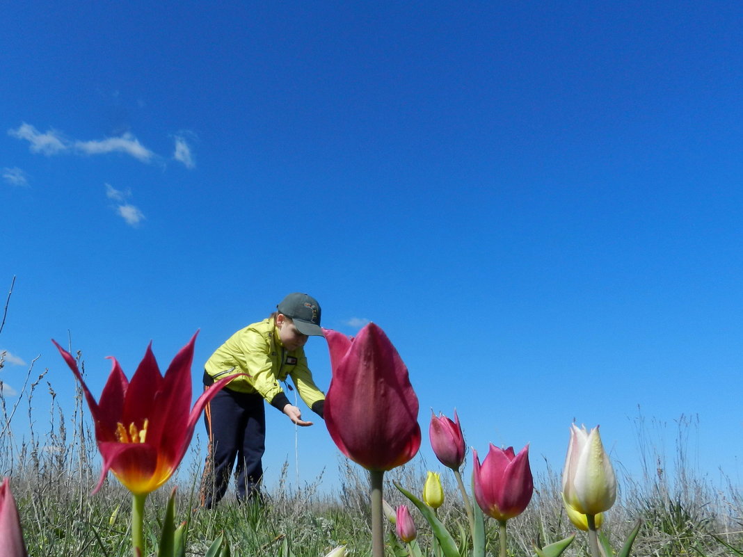 Самый крупный в мире тюльпан в степях Казахстана - Николай Сапегин