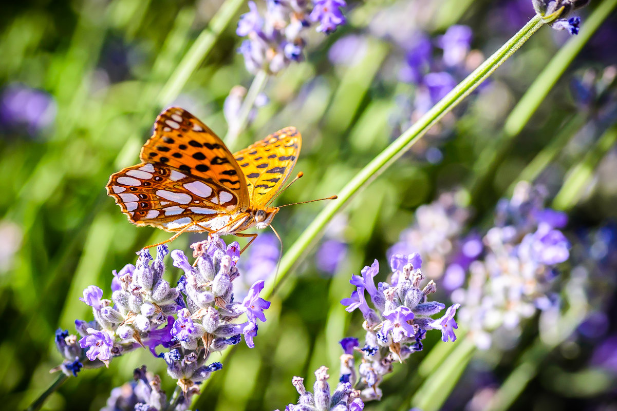 Painted Lady - Виталий Доарме