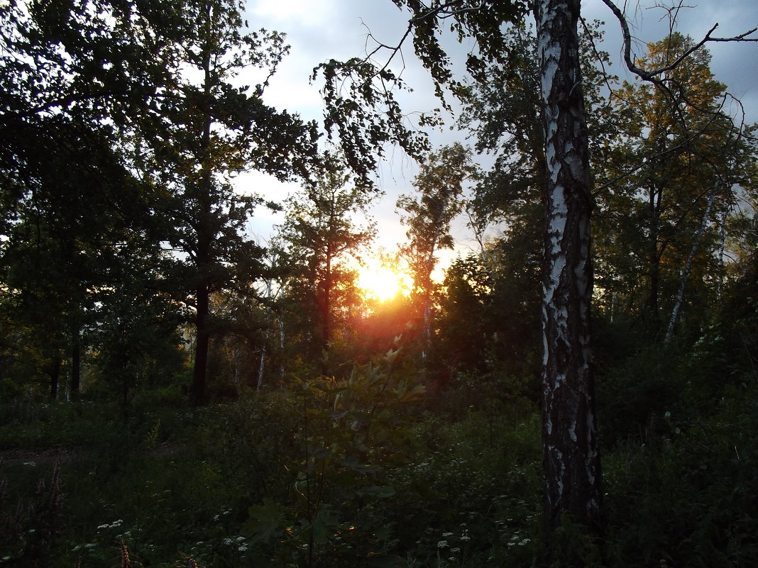 Закат в лесу - Marat G